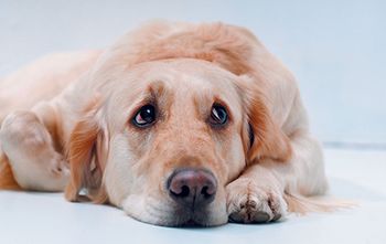 veterinary-Shot-of-Golden-Retriever-on-the-white-background-100081544-450.jpg