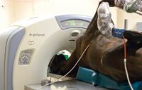 veterinary_06_Kane1_t-672652-1384318163310.jpg