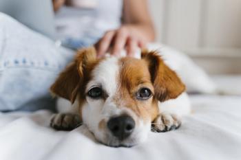 dog with owner