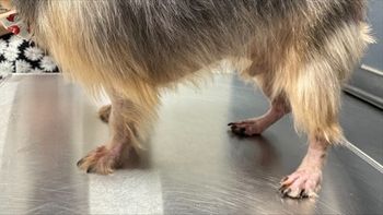 Before tirnovetmab