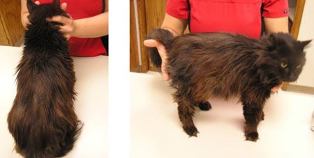 The Feline Facets Of Cushing S Disease The Feline Facets Of Cushing S Disease