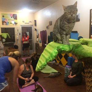 veterinary-FetchSD-cat-yoga-450.jpg