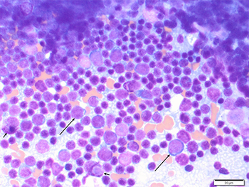ClinPathFigure1-web.png