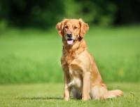 First treatment for delaying canine congestive heart failure receives FDA approval