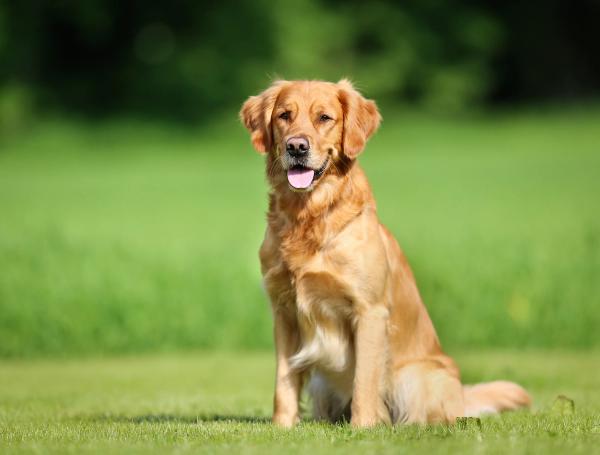 First treatment for delaying canine congestive heart failure receives FDA approval