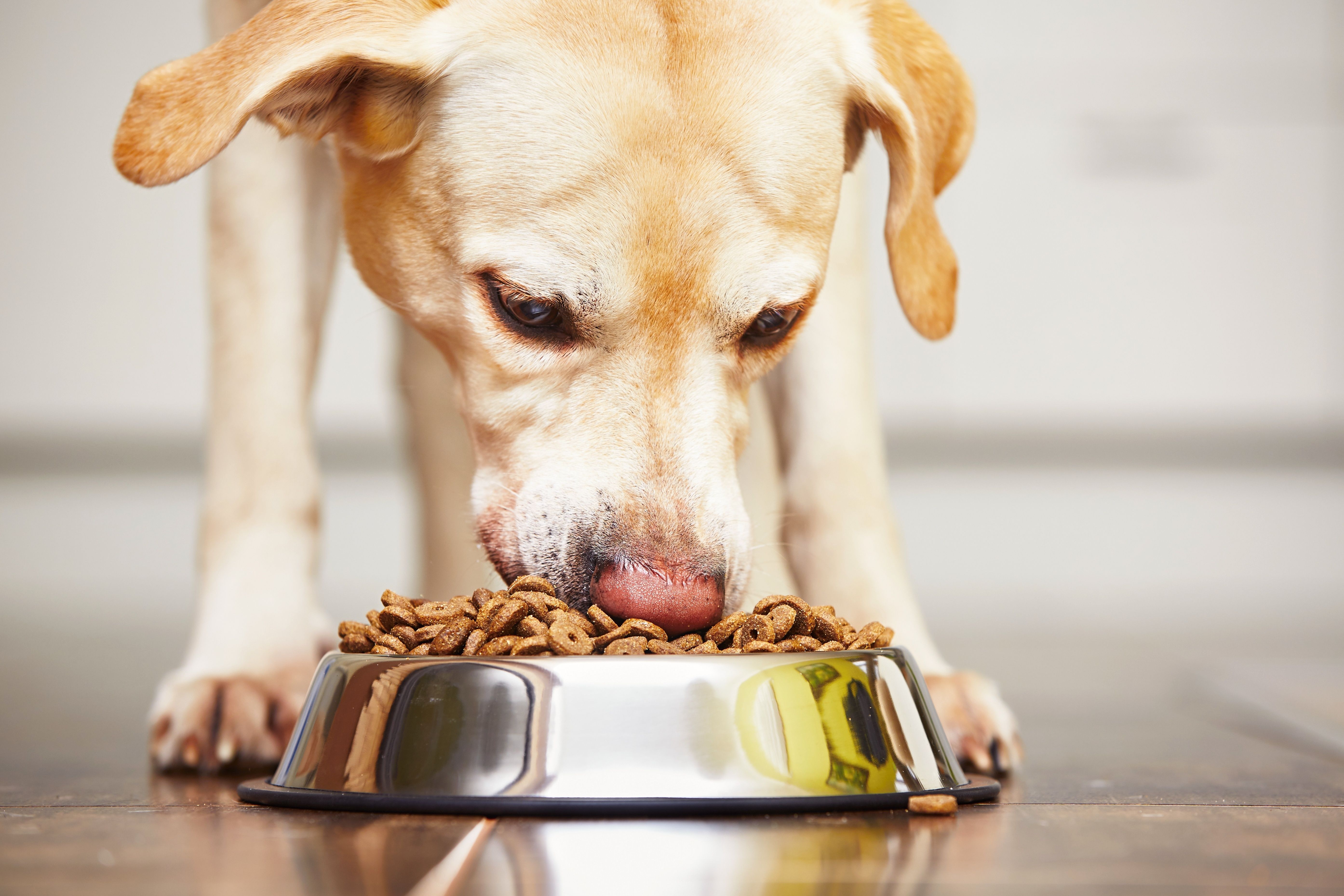 Nutrition credentials and their role in pet food formulation