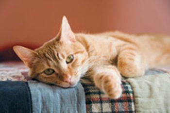 veterinary_cat_lay_bed_quil-808868-1382867586582.jpg
