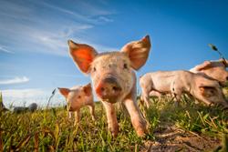 Nebraska Department of Economic Development provides additional funding to support innovative swine research