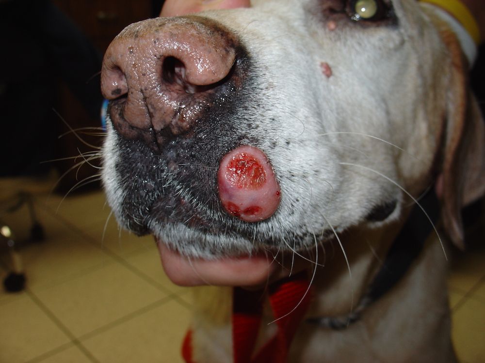are tumors common in dogs