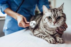 Using gabapentin to reduce feline stress