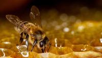 Honeybee