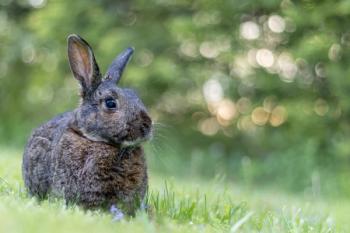 Senior rabbit