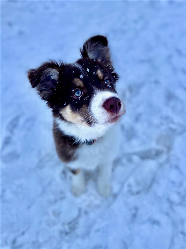 golden retriever puppy playing in the snow