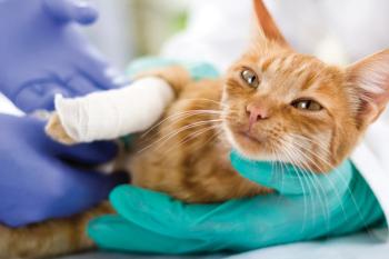 AI for pet insurance claims