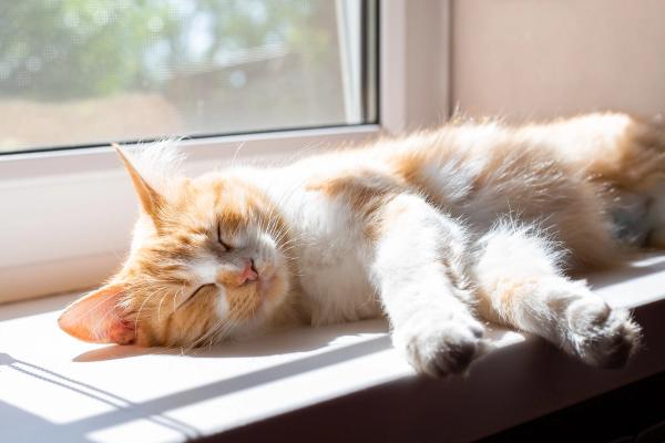 Cat fleas in south Texas carry murine typhus pathogen, study finds