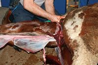 veterinary_0410-Kane-foaling_4-666575-1384323500327.jpg