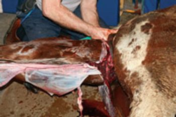 veterinary_0410-Kane-foaling_4-666575-1384323500327.jpg