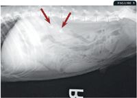 clinex-fig1-vm-704_t-651049-1384336488992.jpg