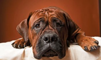 veterinary_dog_lay_vetm0211-709361-1384191438743.jpg