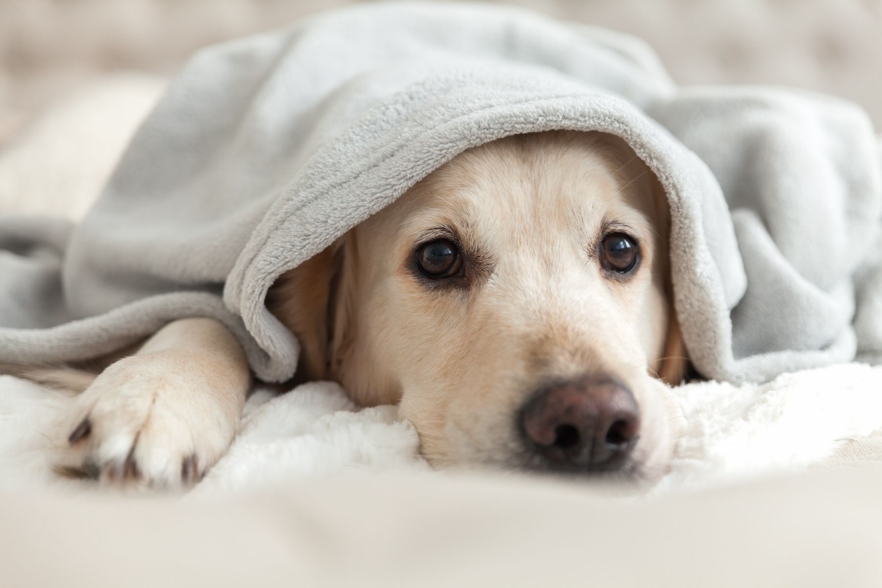 Care for animals