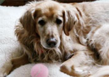veterinary-Jeromin-cindy-653152-1384333778758.jpg