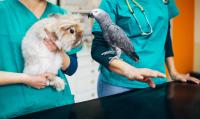 From GI stasis to liver torsions: Q&A on pursuing a diagnosis—and knowing when to wait—in exotic animal emergencies