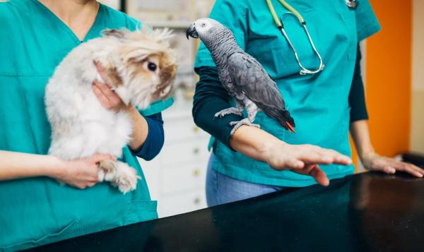 From GI stasis to liver torsions: Q&A on pursuing a diagnosis—and knowing when to wait—in exotic animal emergencies