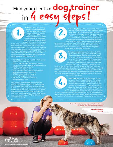 Team tool: Help veterinary clients find a dog trainer in 4 easy steps