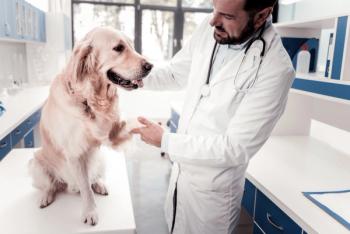 Veterinarian with dog