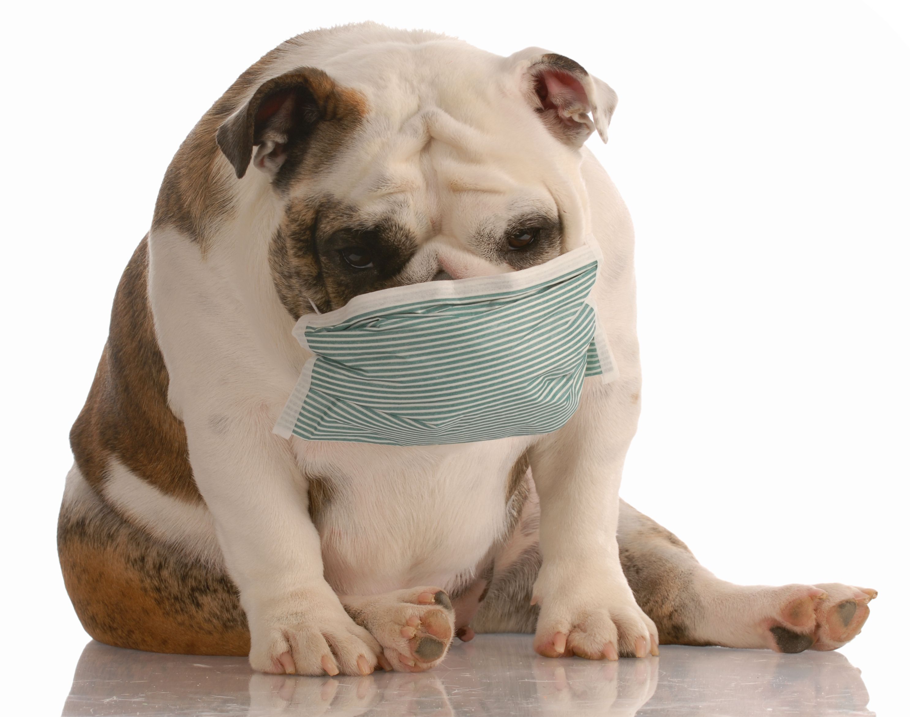 sick dog 