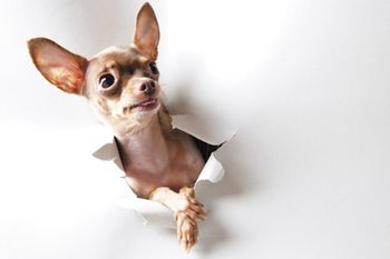 veterinary-dog-funny-little-dog-on-white-450px-shutterstock-59727268.jpg