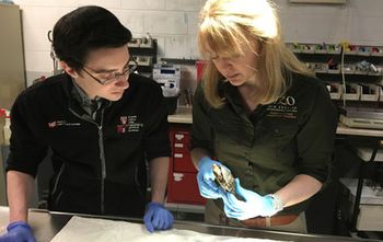 examining-a-spotted-turtle-at-Franklin-Park-Zoo