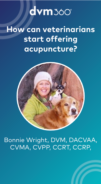 How can veterinarians start offering acupuncture? | dvm360