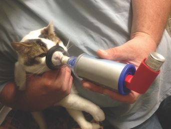 Beautiful view of Severe Cat Asthma Treatment Protocol
