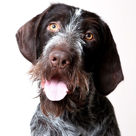 veterinary-dog-hunter-closeup-shutterstock-450.jpg