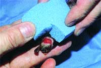 cut between paw pads