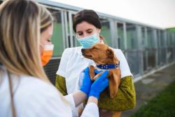 ABVS approves full recognition for shelter medicine practice