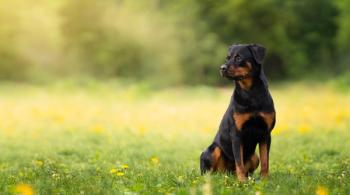 Photo: kathrineva20/Adobe Stock