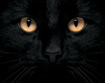 veterinary-cat-face-black-167611391-824938-1404217722183.jpg