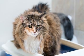 veterinary-cat-fat-overweight-obese-litter-box-AdobeStock_232214646-450px.jpg
