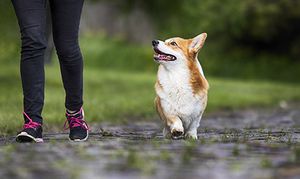 veterinary-corgi-dog-walking-gait-AdobeStock_268897458-450.jpg