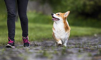 veterinary-corgi-dog-walking-gait-AdobeStock_268897458-450.jpg