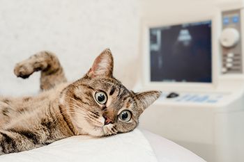 veterinary-cat-ultrasound_AdobeStock_265379578-450.jpg