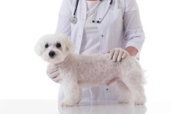 Cummings School of Veterinary Medicine recruiting patients for UTI clinical trial