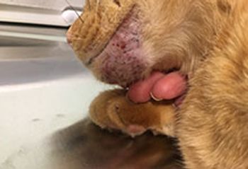 veterinary_Seltzer5.jpeg (1).jpg
