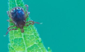 tick-calendar-450.jpg
