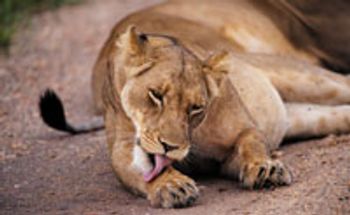lion_200.jpg