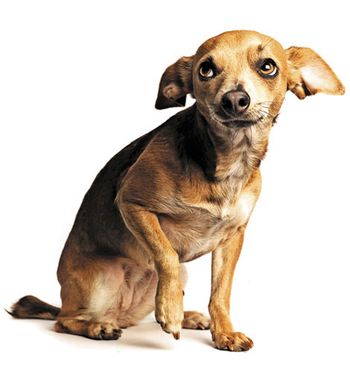 chihuahua.jpg