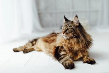 Photo: nikkytok/Adobe Stock