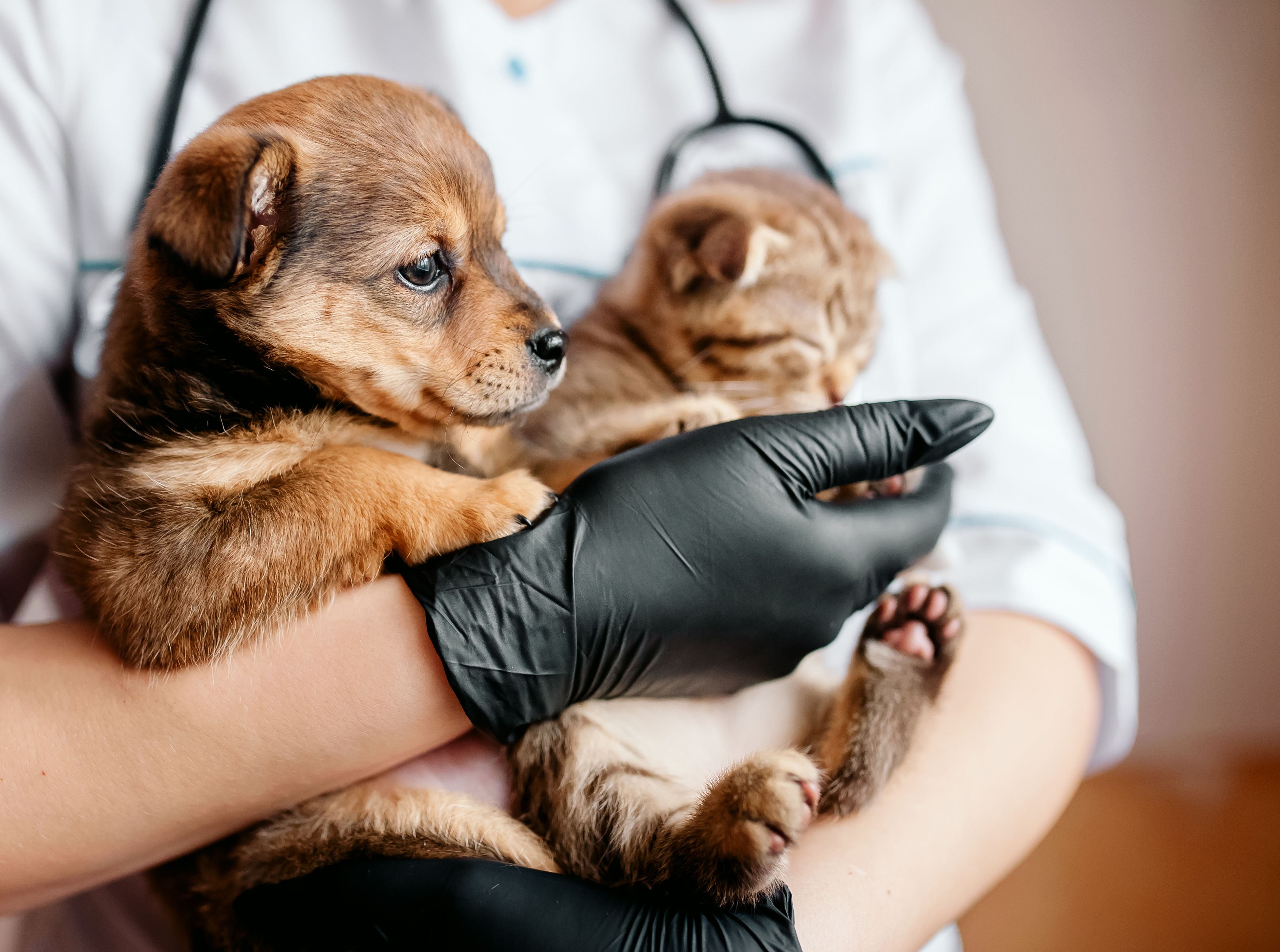 dermatitis research cat dog